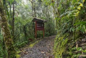 Parque Nacional Yanachaga-Chemillén
